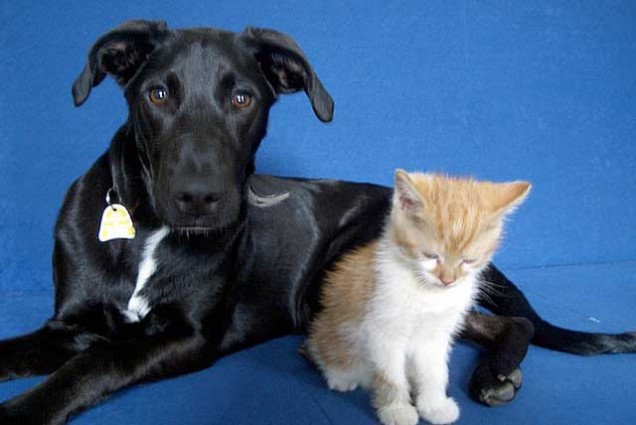 Castraciones Gratuitas de PERROS Y GATOS